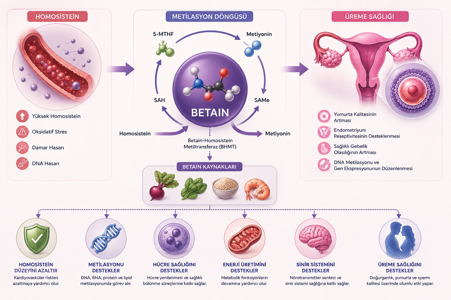 Betain Nedir Homosistein, Metilasyon ve Üreme Sağlığındaki Rolü